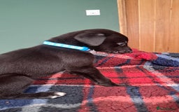 Greyhound dogs for sale: Irish Greyound Puppies  - Image 18