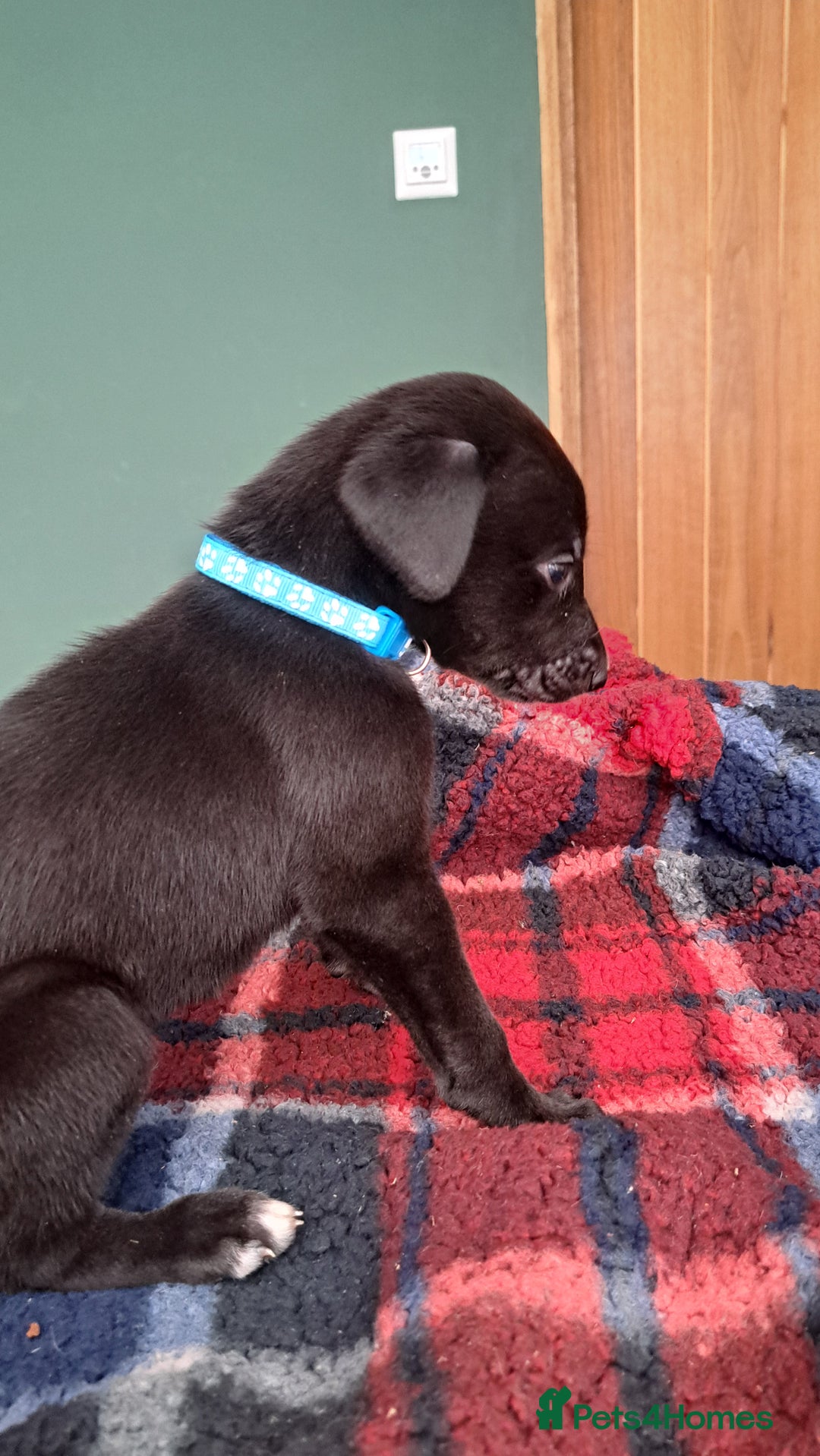 Greyhound dogs for sale: Irish Greyound Puppies  - Image 18