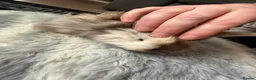 Dwarf Lop rabbits for sale: Baby kits for sale.  - Advert 5