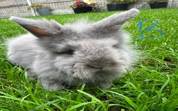 Lionhead rabbits for sale: Lionhead Rabbits For Sale  - Advert 19