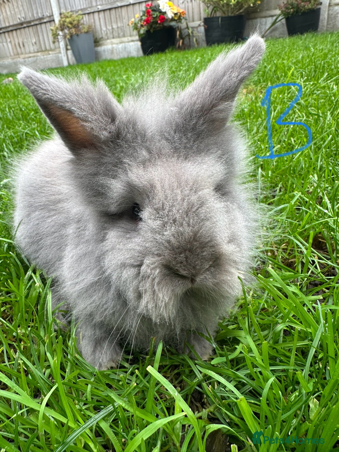 Lionhead rabbits for sale: Lionhead Rabbits For Sale  - Advert 19