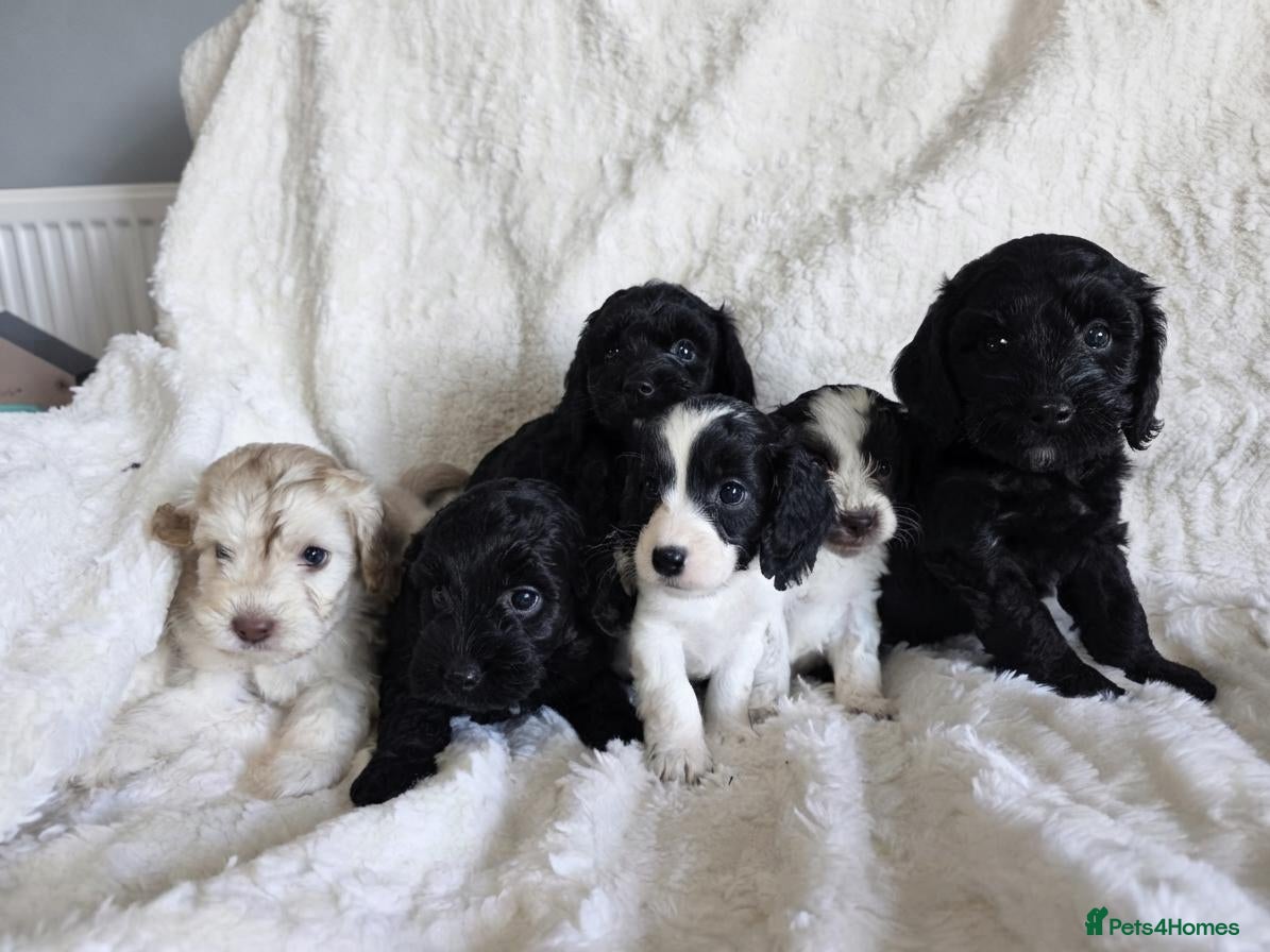 Cockapoo dogs F1 Cockapoos DNA Health Tested - Advert 2