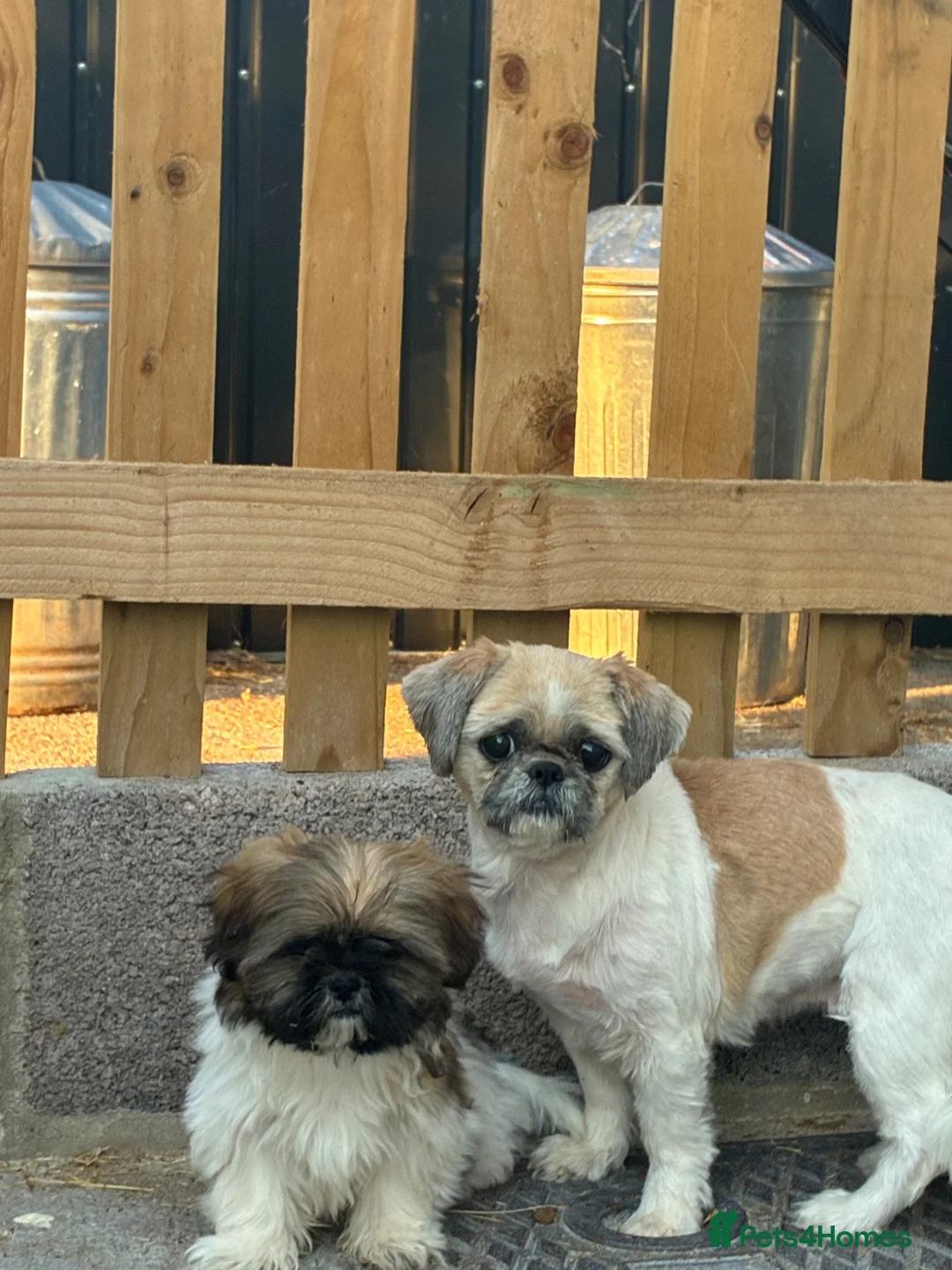 Shih Tzu dogs for sale: Stunning shihtzu puppies - Advert 2