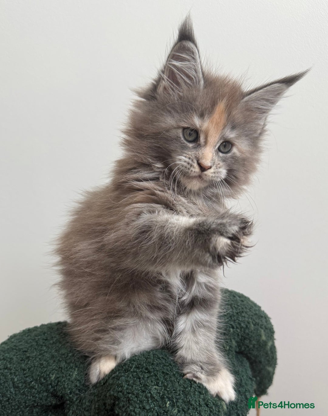 Maine Coon cats for sale: Ready for reservation 🥰 - Image 7