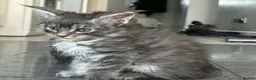 Maine Coon cats for sale: Stunning Mainecoon Kittens - Advert 5