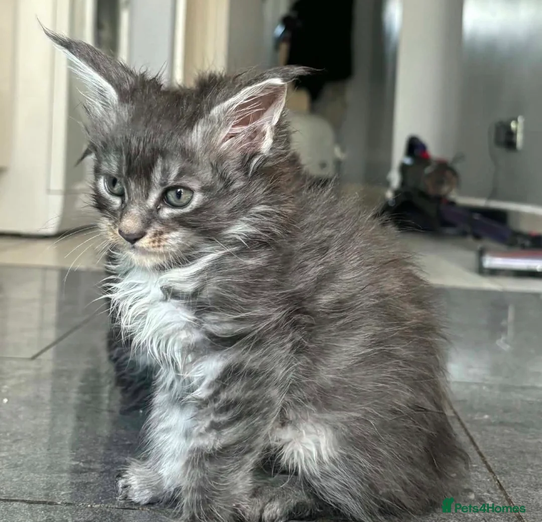 Maine Coon cats for sale: Stunning Mainecoon Kittens - Advert 5