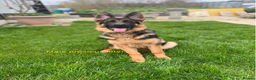 German Shepherd dogs for sale: German Shepherd Puppies – Elite German Bloodlines - Advert 4