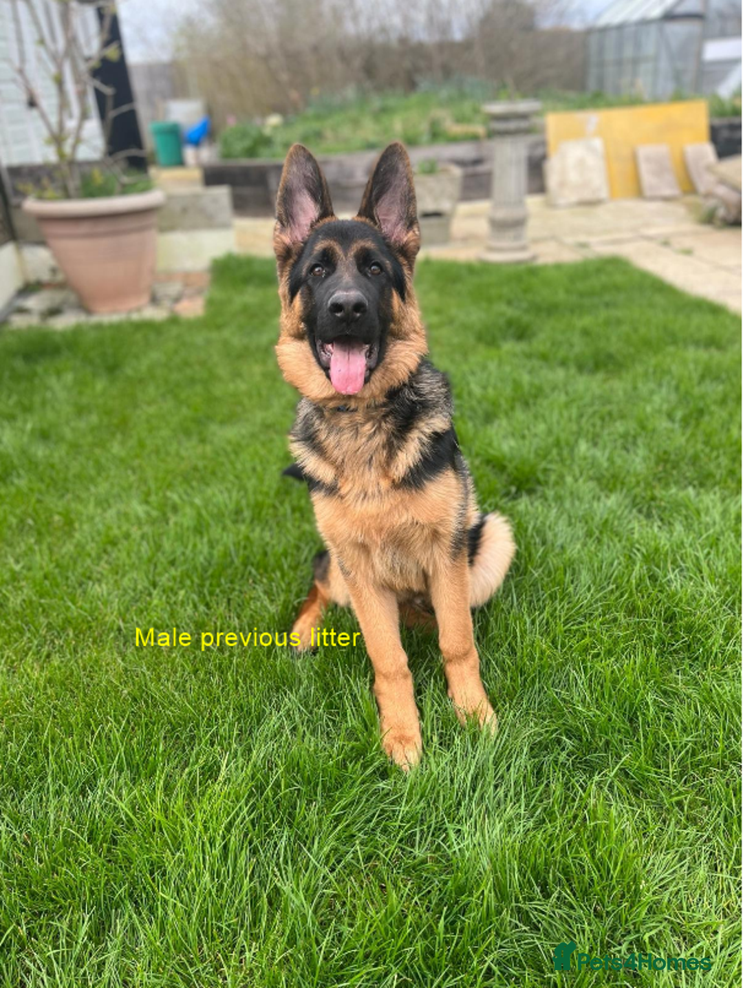 German Shepherd dogs for sale: German Shepherd Puppies – Elite German Bloodlines - Advert 4
