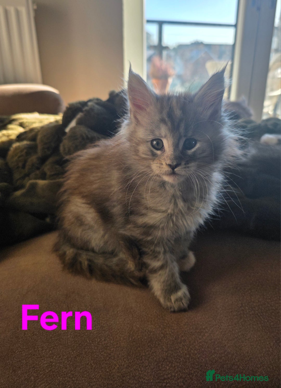 Maine Coon cats for sale: Rare Pure Breed Mainecoon Kitten - Advert 27