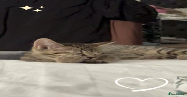 British Shorthair cats - Advert 2