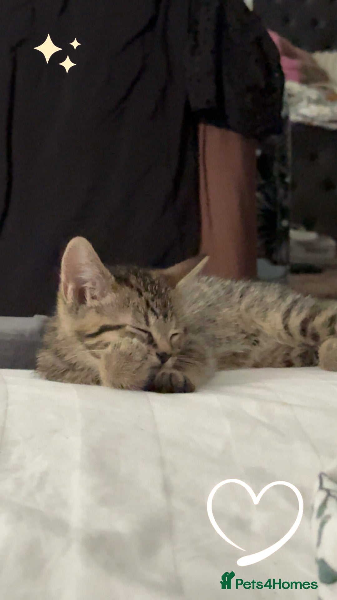 British Shorthair cats for sale: Poppys 4 lovely kittens  - Image 2