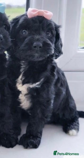 Cavapoo dogs Little teddy bears ready for new homes 🧸 🧸❤️❤️❤️ - Advert 3