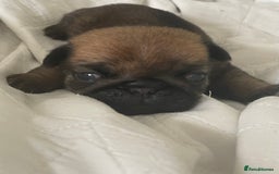 Pug dogs for sale:  Deep apricot multi champion pedigree pug puppies  in Bolton - Image 21
