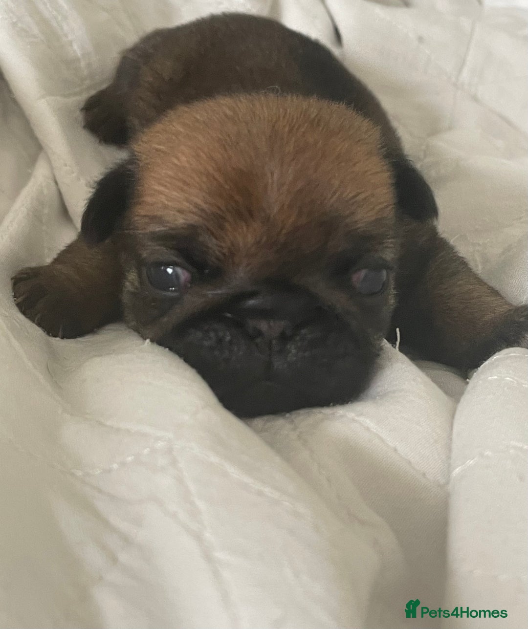Pug dogs for sale:  Deep apricot multi champion pedigree pug puppies  in Bolton - Image 21