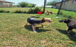 Mixed Breed dogs for adoption: Cola for adoption - Image 5