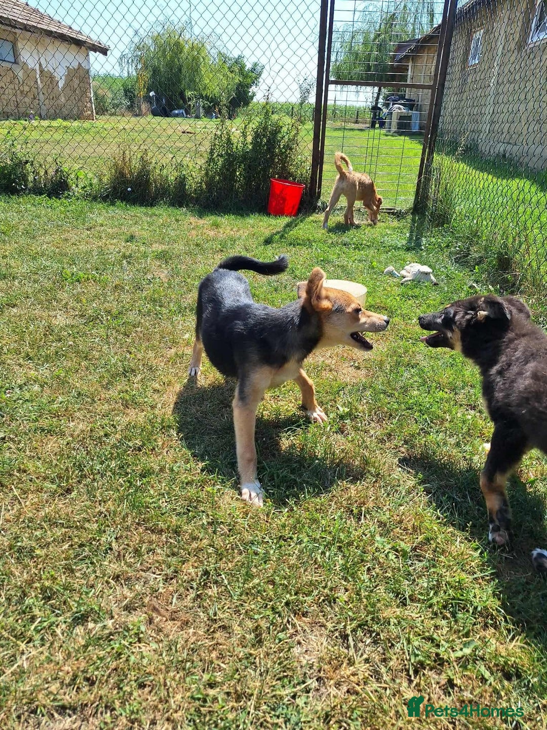 Mixed Breed dogs for adoption: Cola for adoption - Image 5