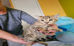 Bengal cats for sale: Bengal kittens  - Image 6