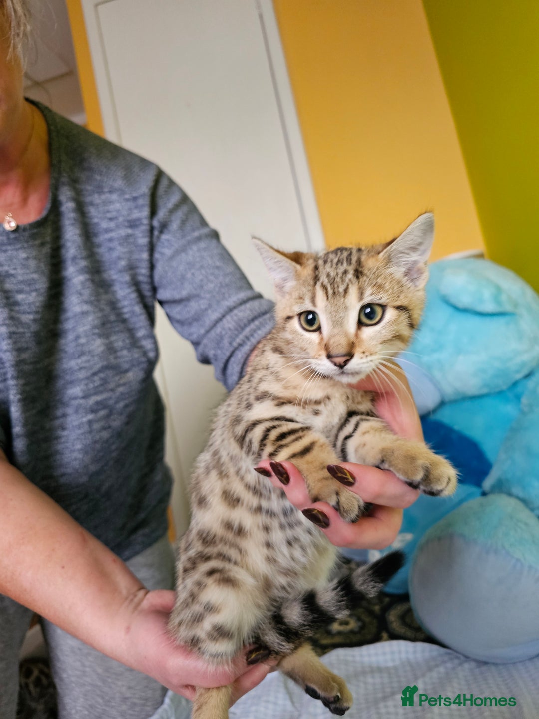 Bengal cats for sale: Bengal kittens  - Image 6
