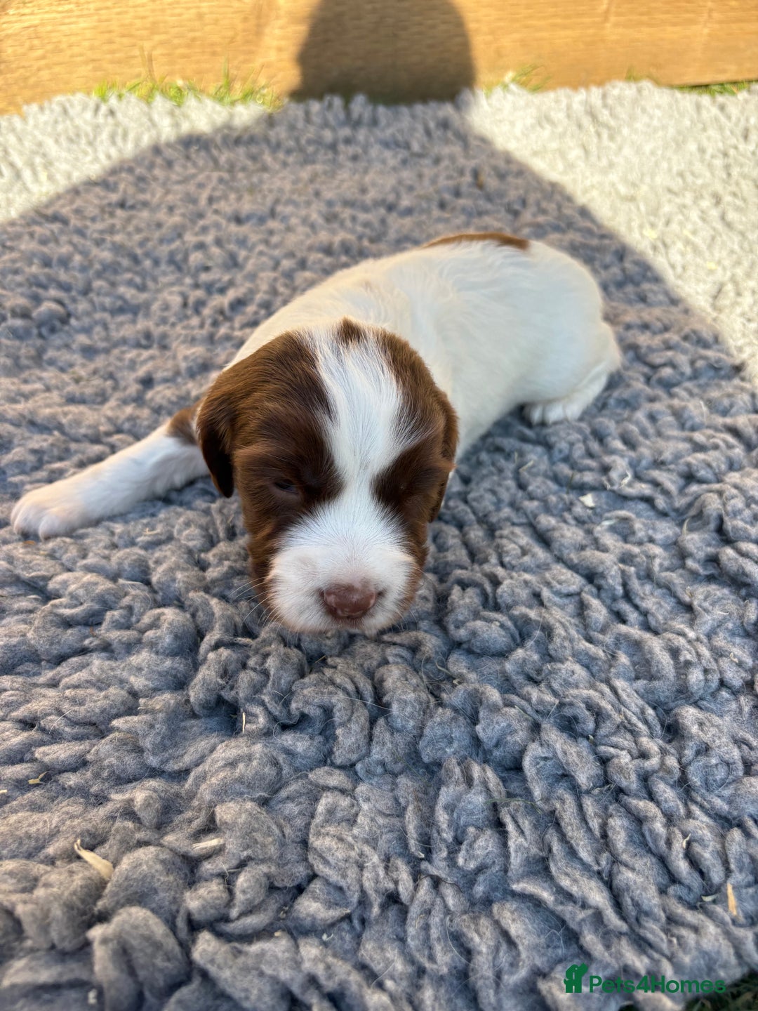 English Springer Spaniel dogs for sale: Stunning KC Reg Springer Spaniel Puppies For Sale - Image 10