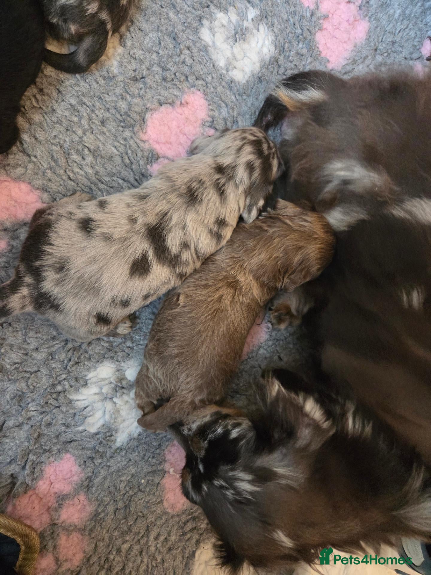 Miniature Dachshund dogs Mini longhaired dachshunds  - Advert 6