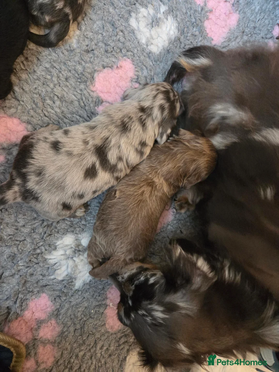 Miniature Dachshund dogs for sale: Mini longhaired dachshunds  - Advert 1