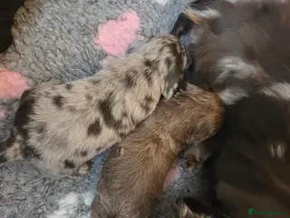 Miniature Dachshund dogs Mini longhaired dachshunds - Advert 6