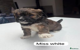 Mixed Breed dogs for sale: Outstanding Saint Bernadoodle Puppies  - Image 18