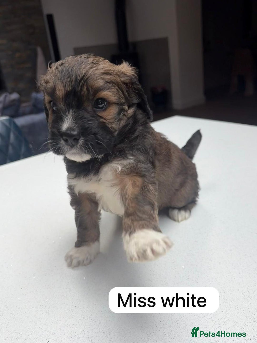 Mixed Breed dogs for sale: Outstanding Saint Bernadoodle Puppies  - Image 18