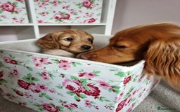 Cockapoo dogs for sale: Stunning F1 cockerpoo boy red/golden - Image 3