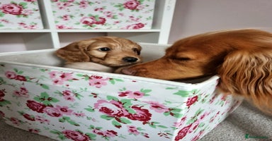 Cockapoo dogs - Advert 4