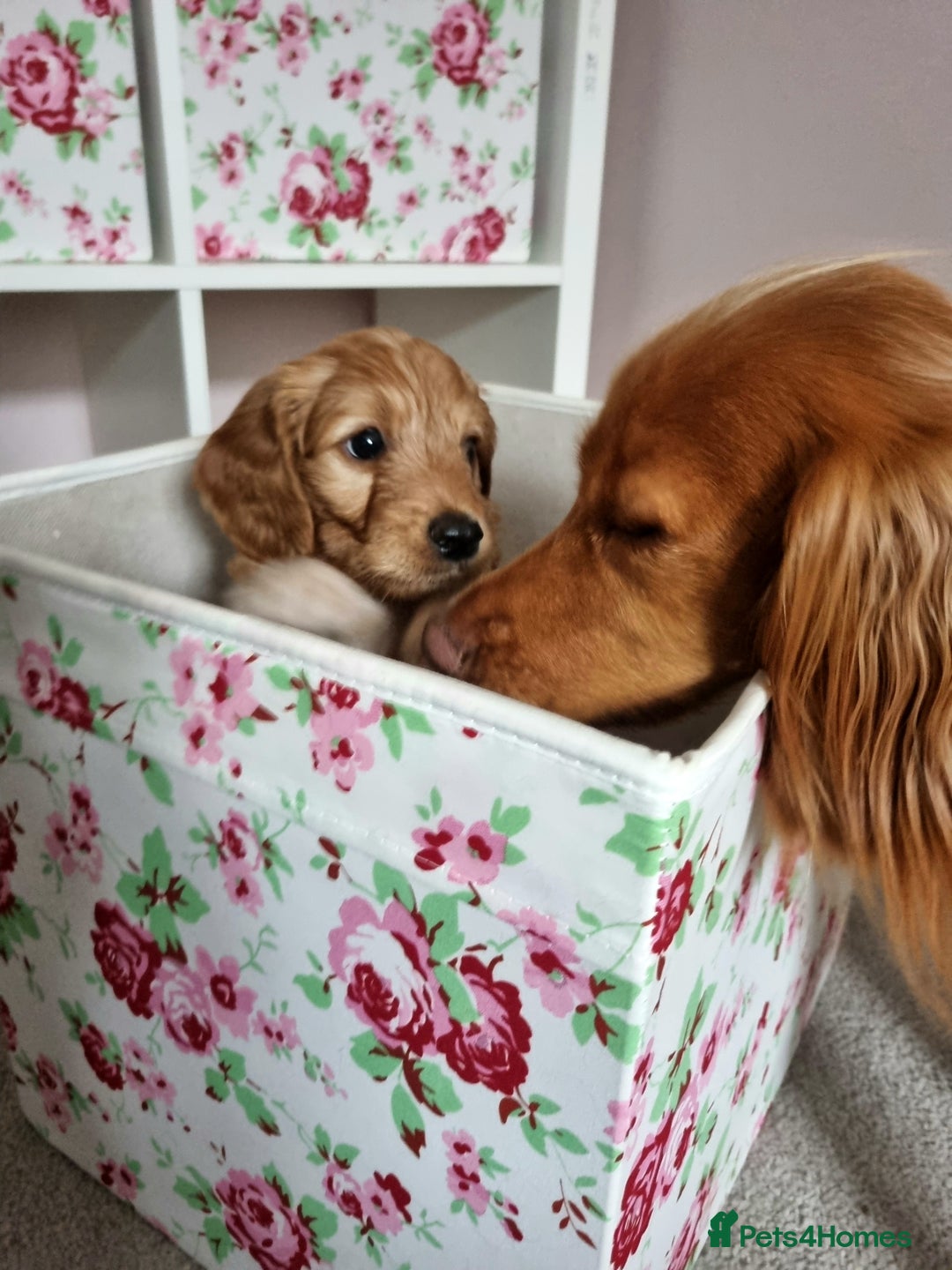 Cockapoo dogs for sale: Stunning F1 cockerpoo boy red/golden - Image 3