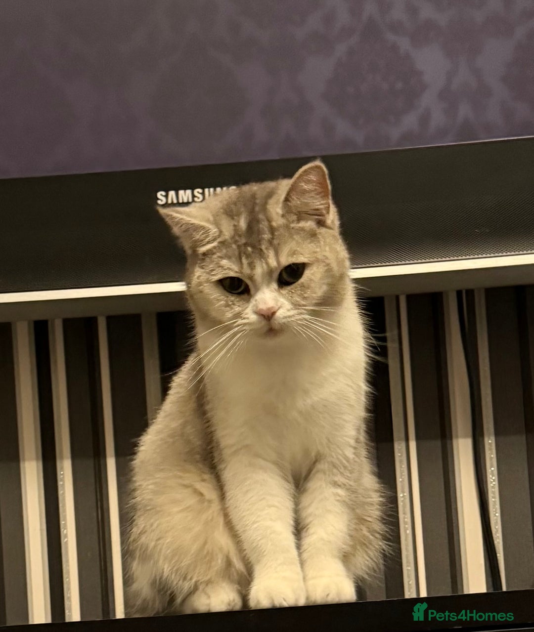 British Shorthair cats for sale: british shorthair  - Advert 6
