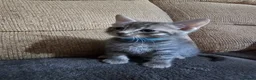 Mixed Breed cats for sale: Adorable Grey kittens for sale  - Advert 5