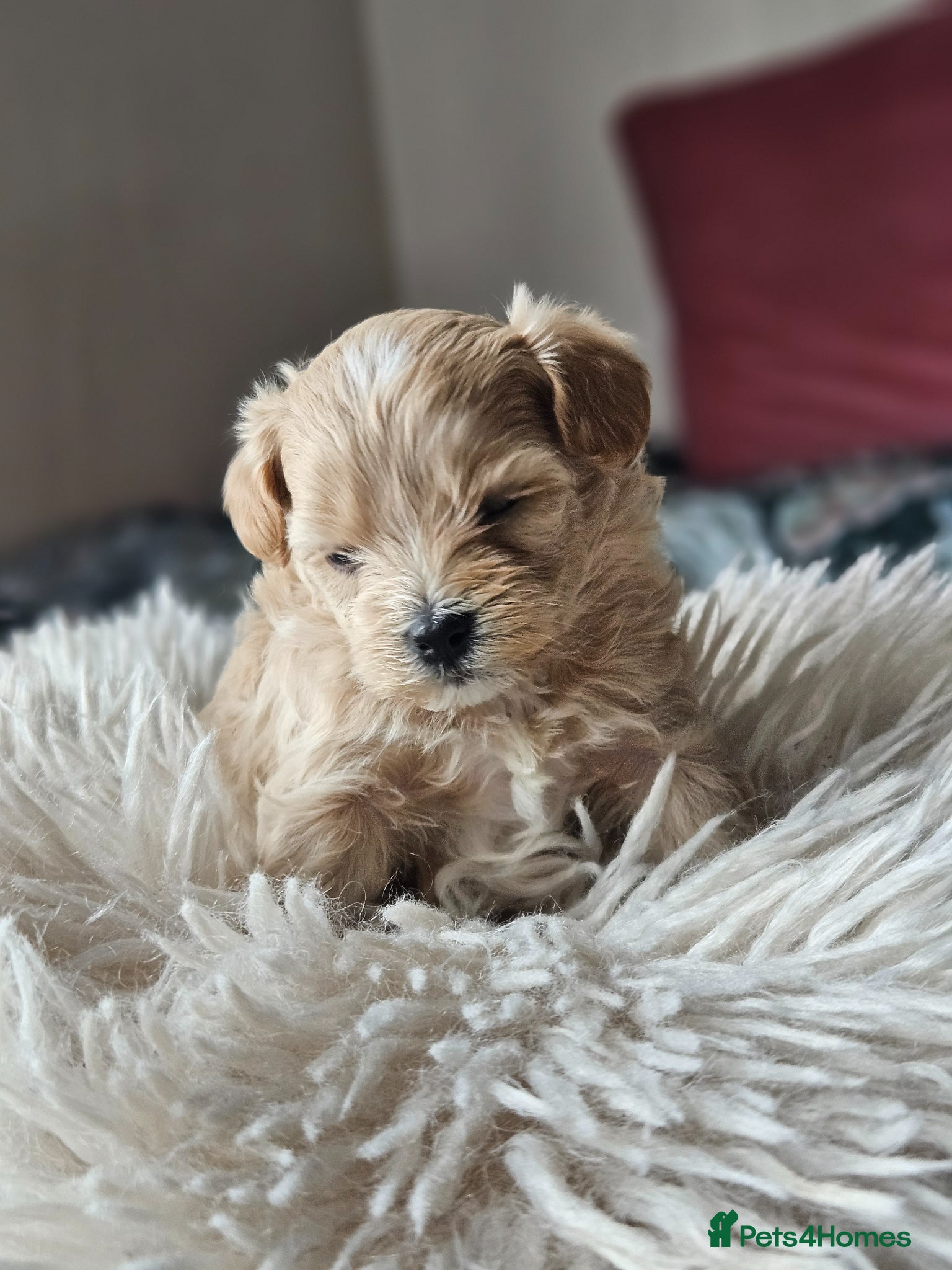Maltipoo dogs for sale: Cute Small Maltipoos F1  - Advert 25
