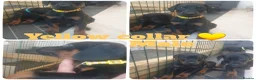 Dobermann dogs for sale: ☆☆Ready to leave Today  Black Doberman Puppies☆☆ - Advert 38
