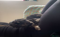 Shih Tzu dogs for sale: Adorable Shih tzu Puppies  - Image 16