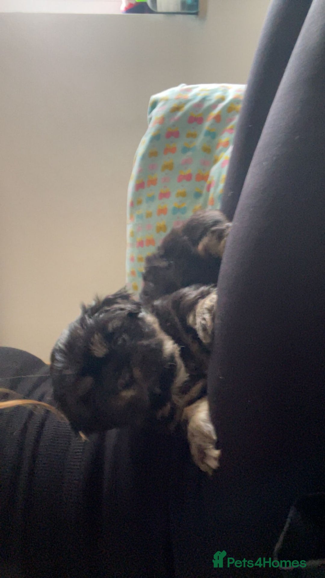 Shih Tzu dogs for sale: Adorable Shih tzu Puppies  - Image 16