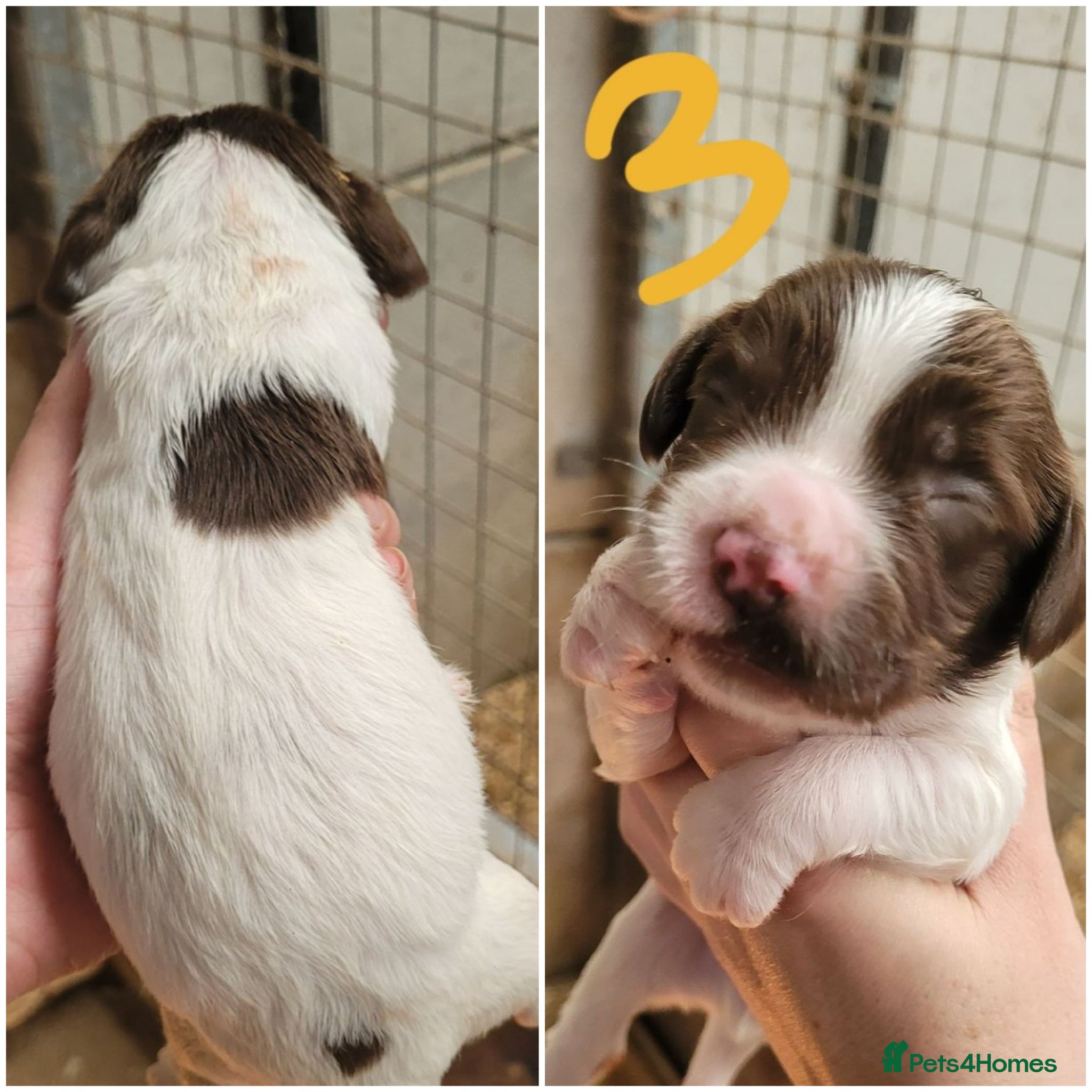 English Springer Spaniel dogs K.c registered English Springer Spaniel Puppies  - Advert 10