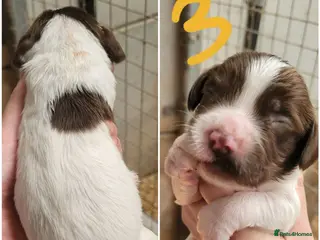 English Springer Spaniel dogs K.c registered English Springer Spaniel Puppies - Advert 10