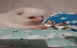 Pomeranian dogs for sale: 💝💝💝High-quality little boys💝💝💝 - Image 24