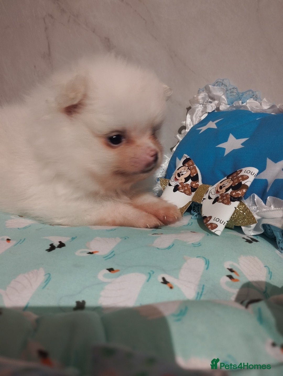 Pomeranian dogs for sale: 💝💝💝High-quality little boys💝💝💝 - Image 24