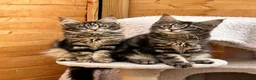 Maine Coon cats for sale: Outstanding pedigree kittens - Advert 11