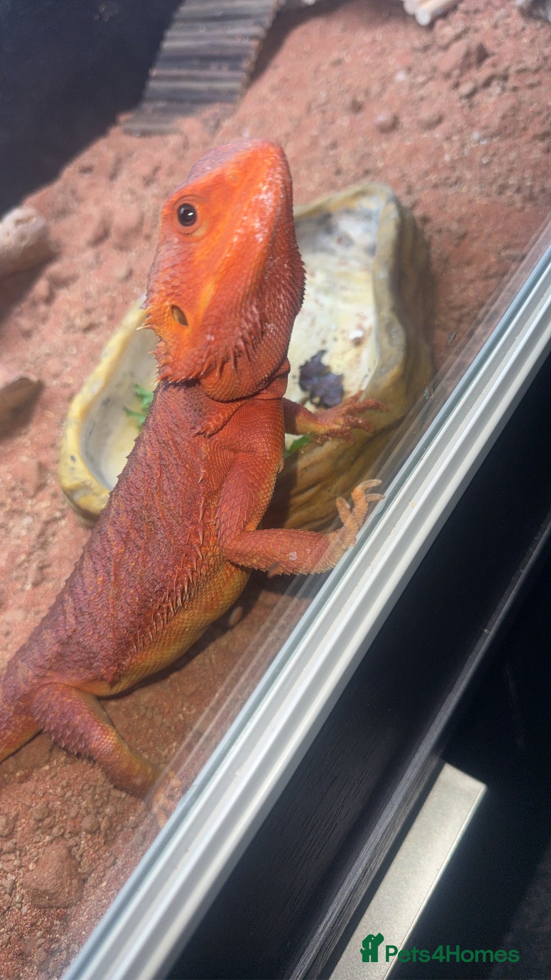 Bearded Dragon reptiles for sale: Red beaded dragon  - Image 3