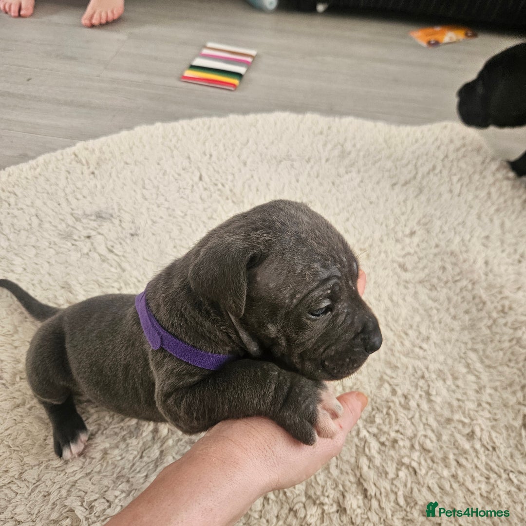 Cane Corso dogs for sale: Cane corsos  in Whitehaven - Image 12