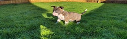 English Bull Terrier dogs for sale: KCRegi EBT English Bull Terrier Puppies–Top Line - Advert 8