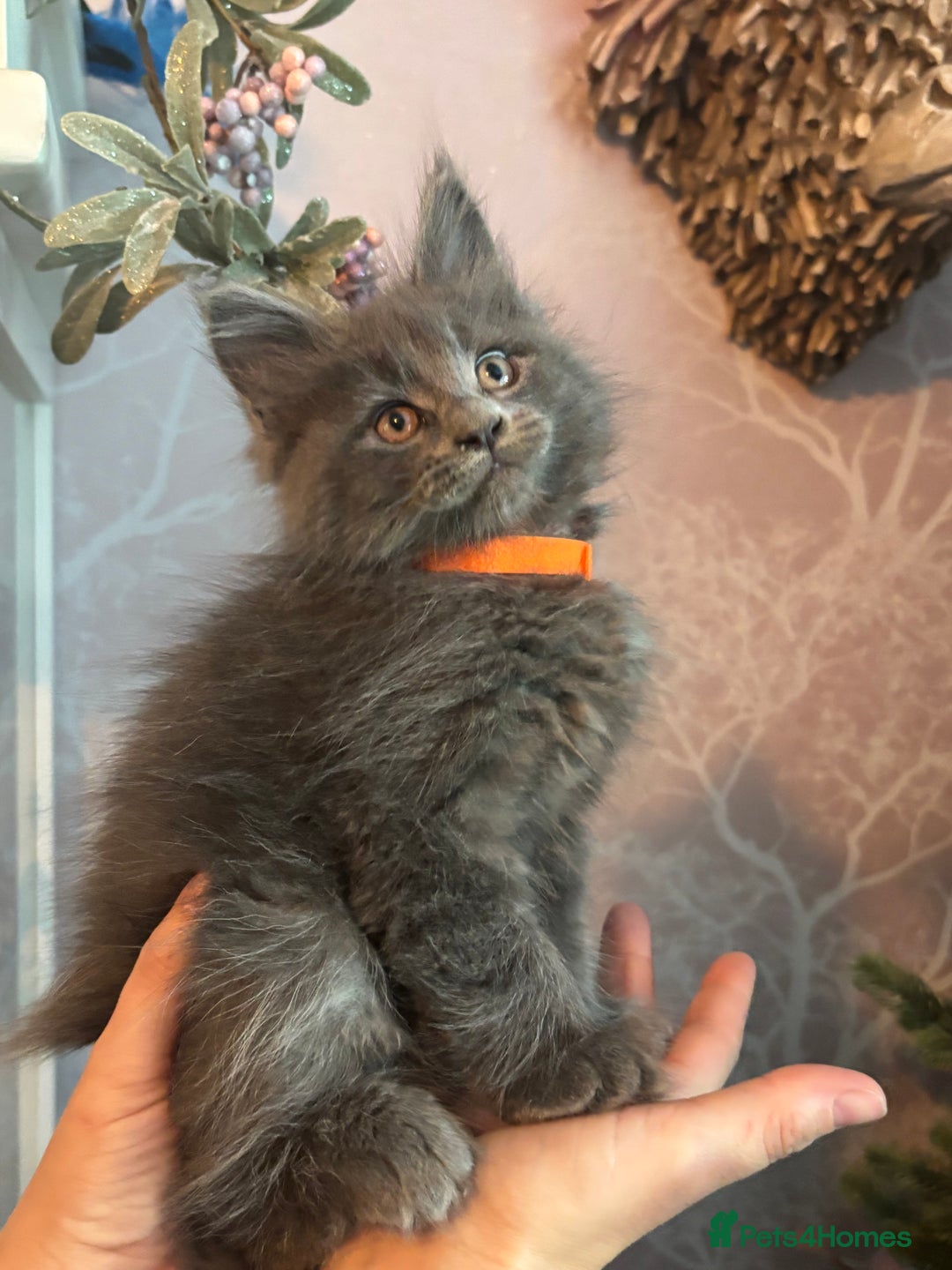 Maine Coon cats for sale: Blue Maine Coon Kittens – Active TICA Registered  - Advert 31