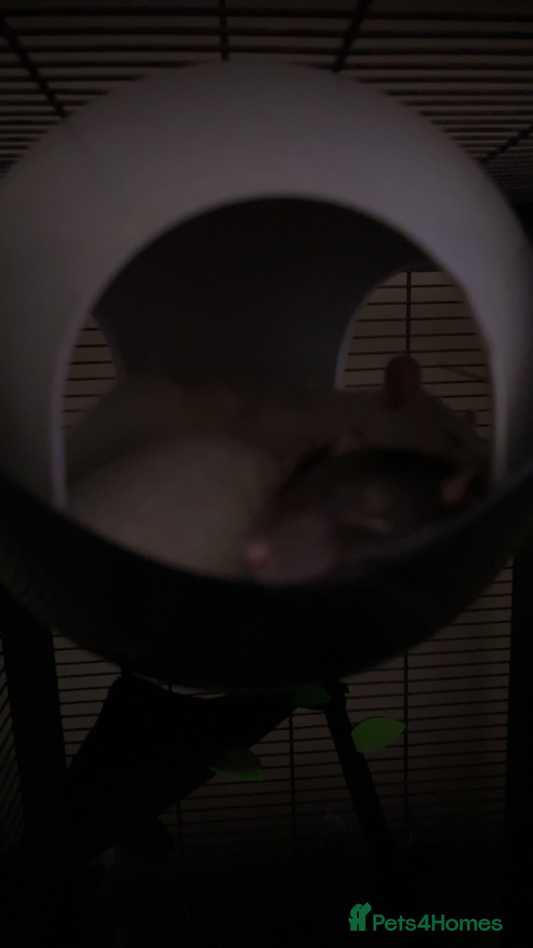 Rat rodents for sale: two rats  - Image 1