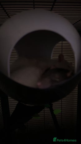 Rat rodents - Advert 1