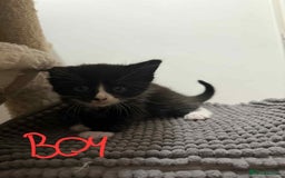 Mixed Breed cats for sale:  Beautiful boys kittens - Advert 1