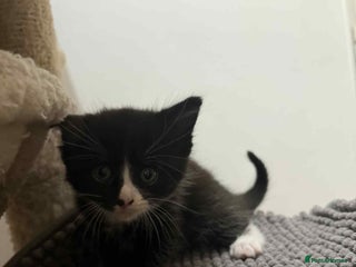 Mixed Breed cats Beautiful boys kittens - Advert 1